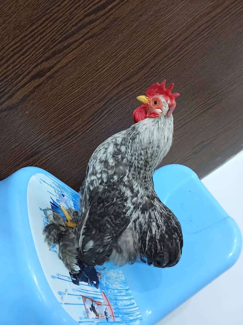High qulity bantam, English bantam & Splash heavy golden buff male 0
