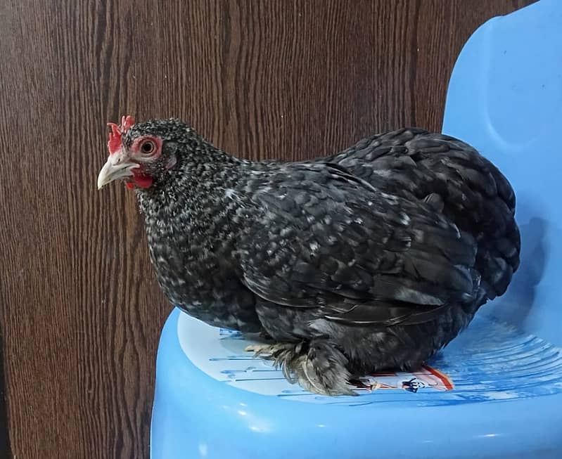 High qulity bantam, English bantam & Splash heavy golden buff male 1