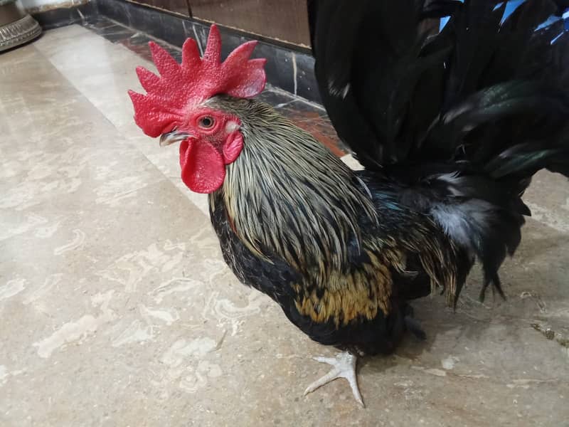 High qulity bantam, English bantam & Splash heavy golden buff male 2