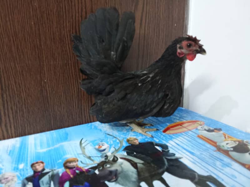 High qulity bantam, English bantam & Splash heavy golden buff male 3