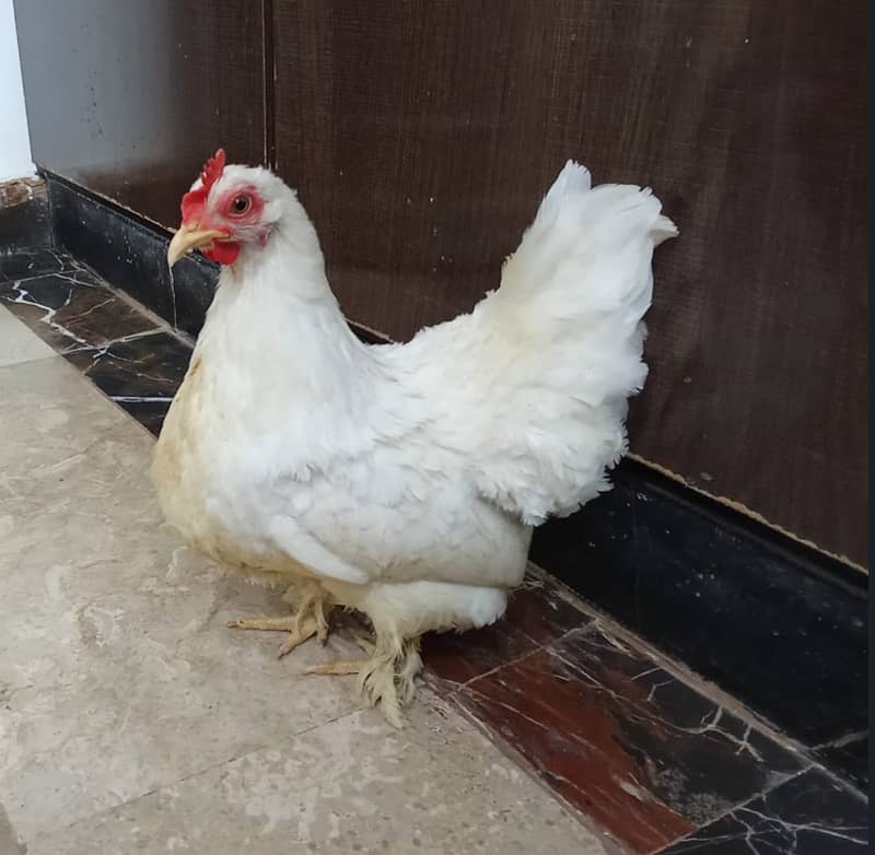 High qulity bantam, English bantam & Splash heavy golden buff male 4