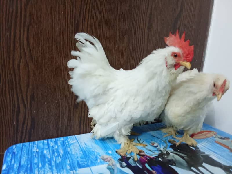 High qulity bantam, English bantam & Splash heavy golden buff male 5