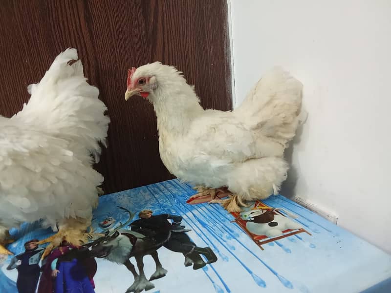 High qulity bantam, English bantam & Splash heavy golden buff male 6