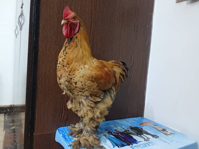 High qulity bantam, English bantam & Splash heavy golden buff male 7