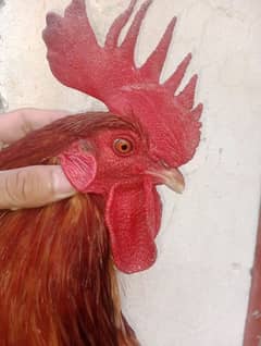 All