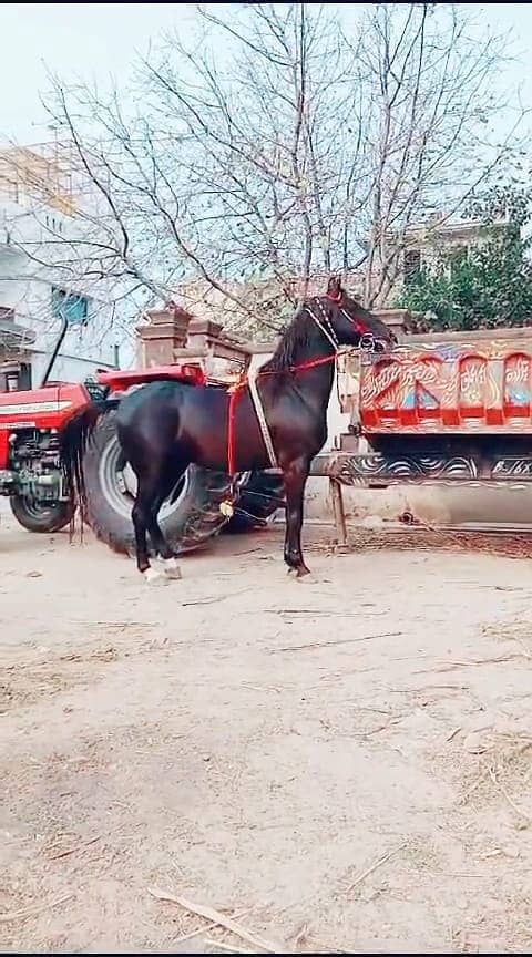 ghora Age 5 year full traind neza baz and dancer 03474122892 4