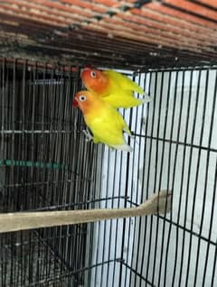 lotino Pasnata black eye