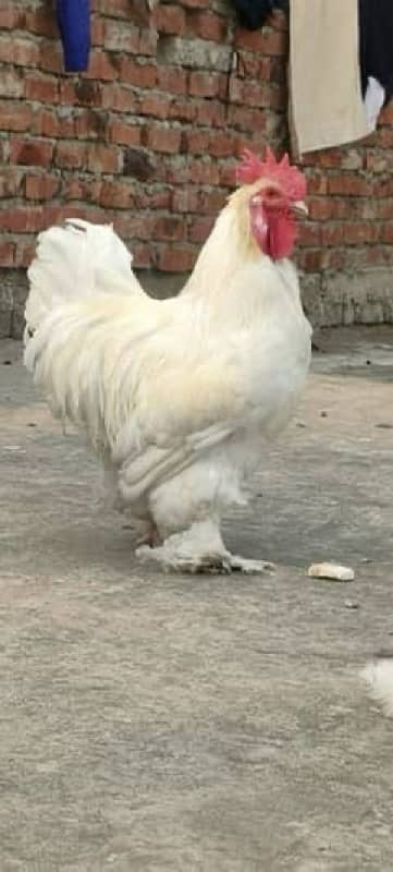 Fancy Breed Fertile Eggs Available 2