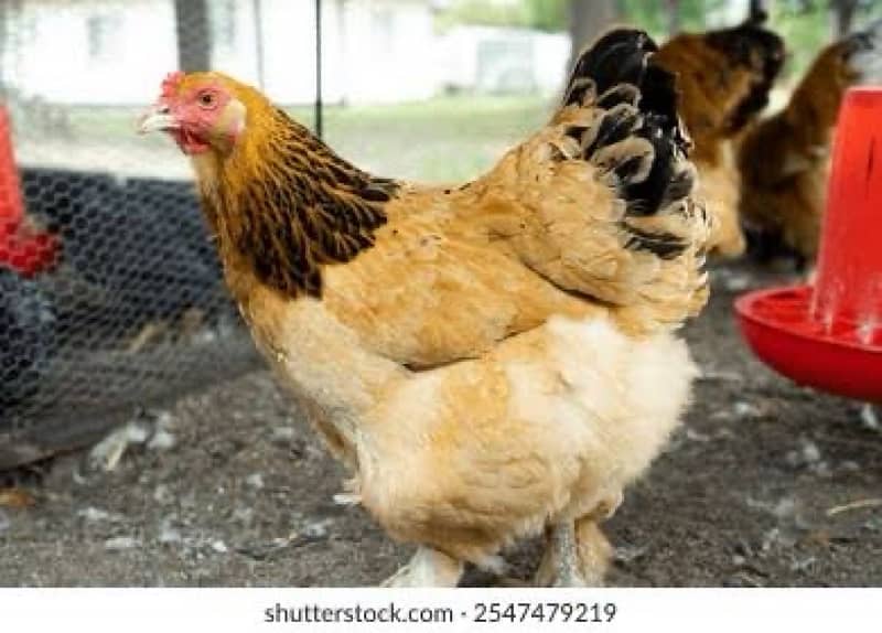 Fancy Breed Fertile Eggs Available 3
