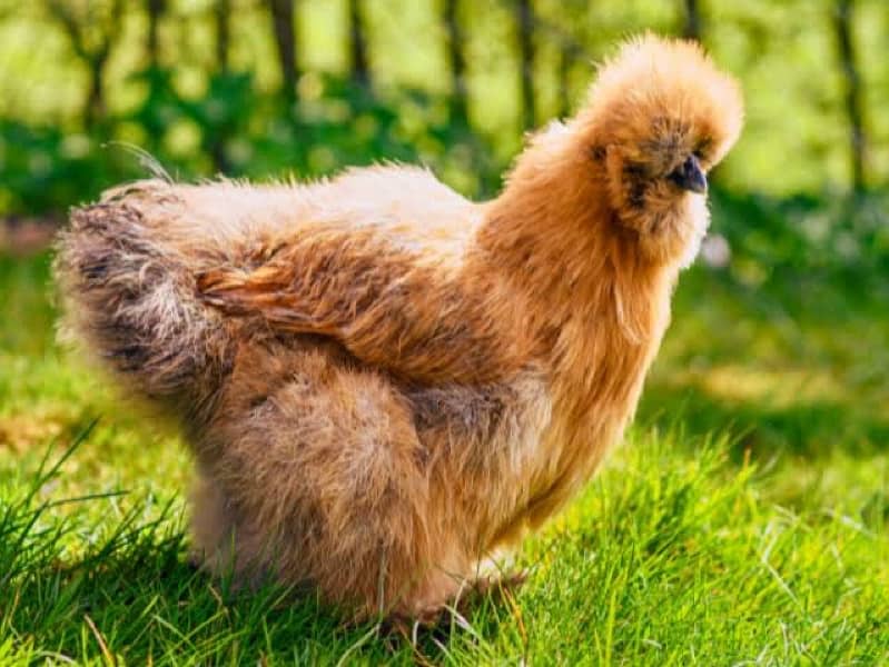 Fancy Breed Fertile Eggs Available 5