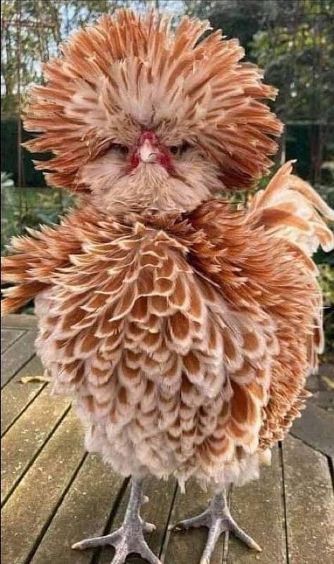 Fancy Breed Fertile Eggs Available 9