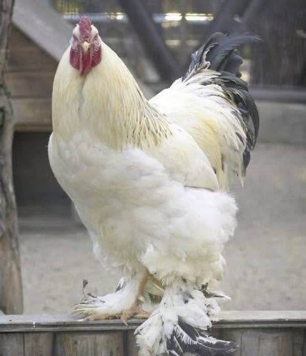 Fancy Breed Fertile Eggs Available 10