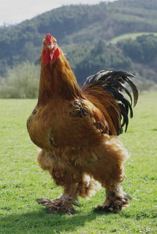 Fancy Breed Fertile Eggs Available 0