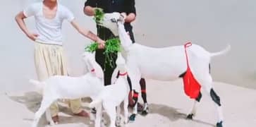 gulabi