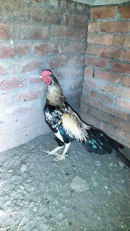 Lasani Aseel Chicks Mianwali 12