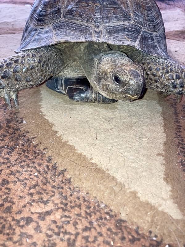 tortoise (sandy turtles) 0