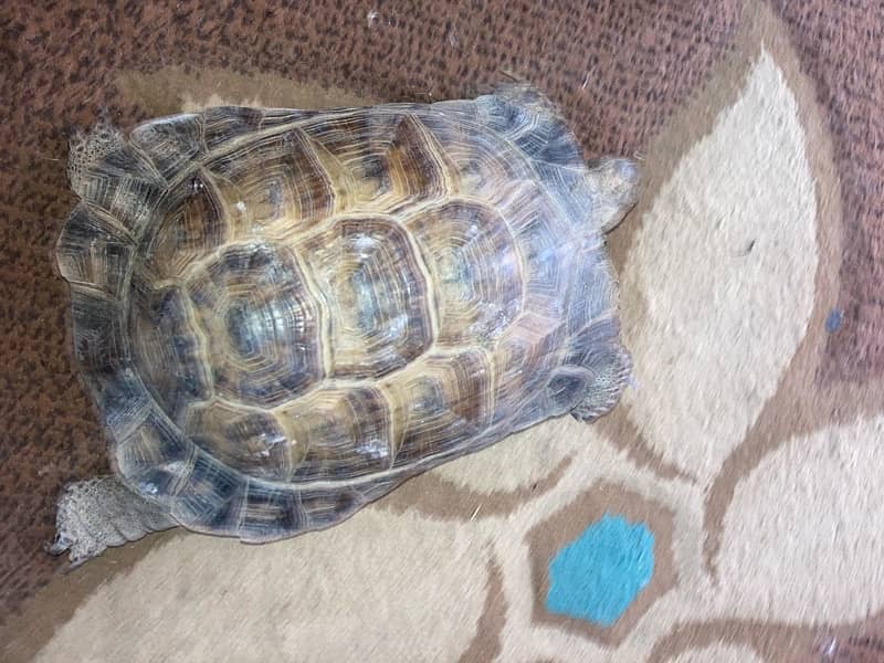 tortoise (sandy turtles) 1