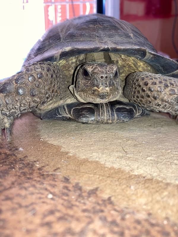 tortoise (sandy turtles) 2