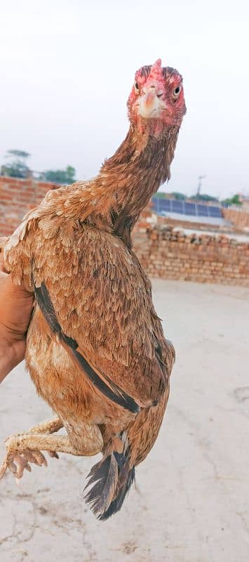 pure Sindhi aseel Full log lambi hight 0