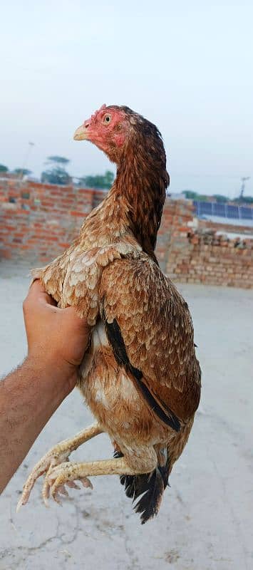 pure Sindhi aseel Full log lambi hight 1