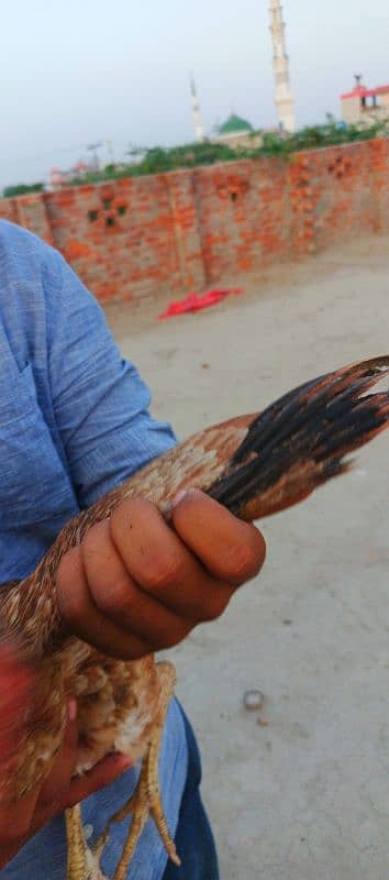 pure Sindhi aseel Full log lambi hight 3