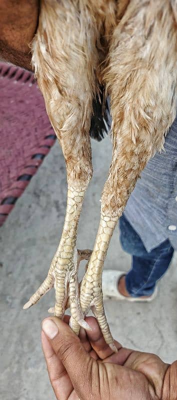 pure Sindhi aseel Full log lambi hight 4