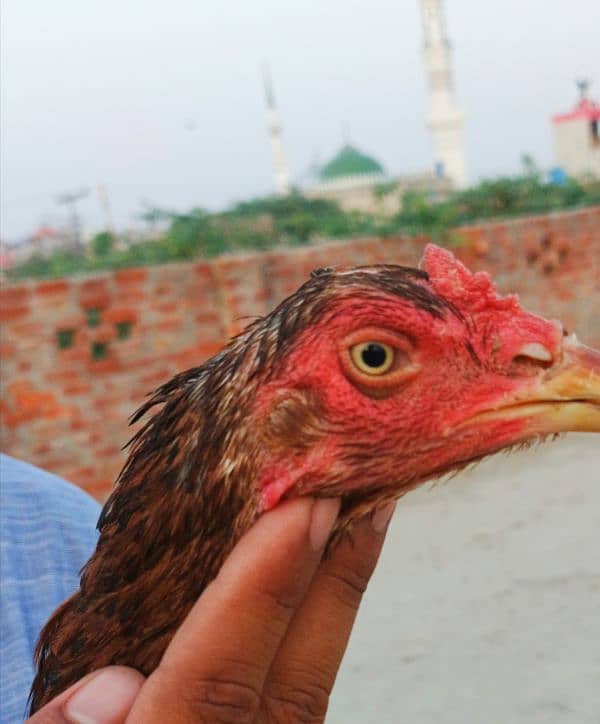 pure Sindhi aseel Full log lambi hight 5