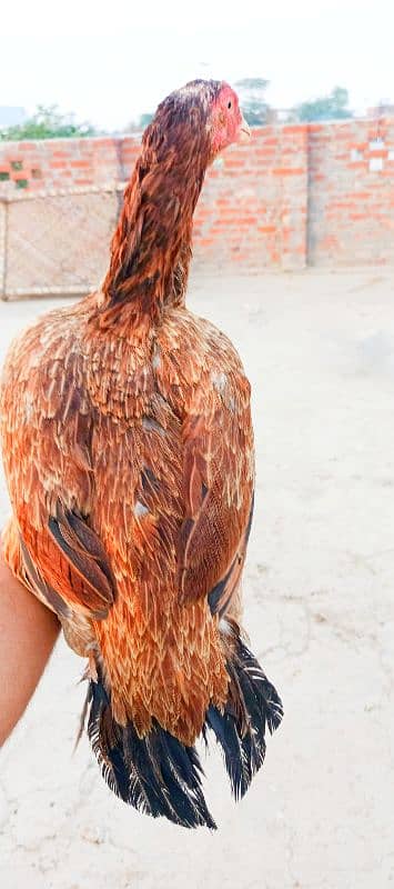 pure Sindhi aseel Full log lambi hight 6