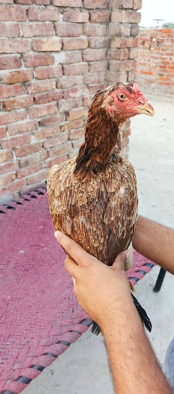 pure Sindhi aseel Full log lambi hight 7
