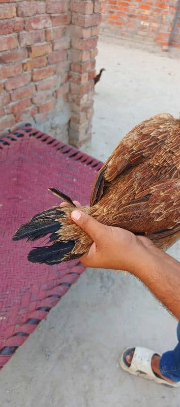 pure Sindhi aseel Full log lambi hight 8
