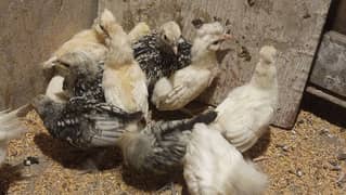 white poilsh  chick  age 15 days