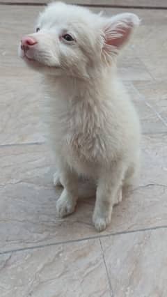 Dog