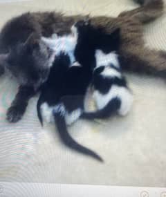 breeder cat with kittens