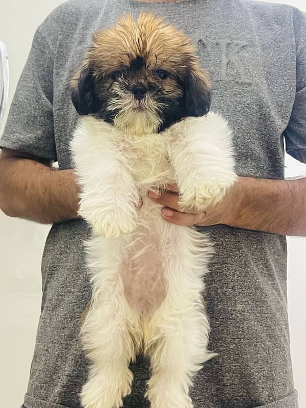 shitzu female puppy 0
