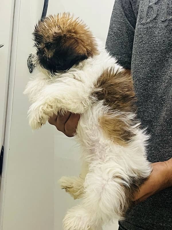 shitzu female puppy 1