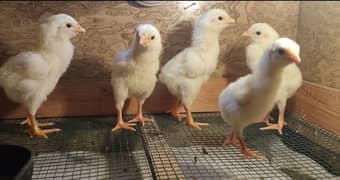 Quality White & Black O Shamo Chicks
