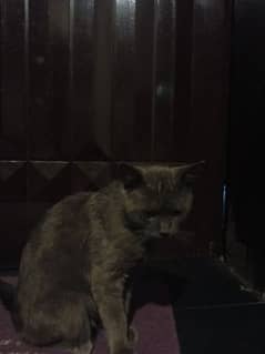 British Shorthair Male Cat for Sale