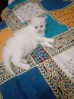 PERSIAN CAT