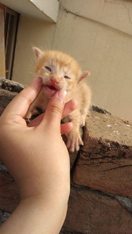 kitten for sale adorable & playful! 3