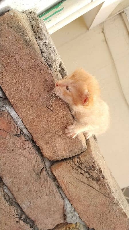 kitten for sale adorable & playful! 4
