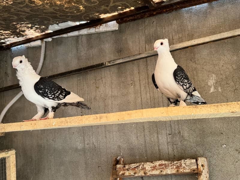 Sentinent 5 kali Pair+ white breeder pair 2