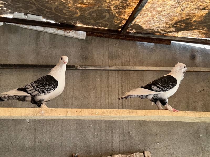 Sentinent 5 kali Pair+ white breeder pair 3