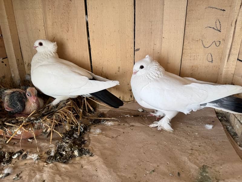 Sentinent 5 kali Pair+ white breeder pair 5