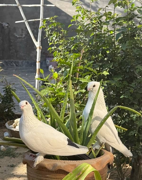 Sentinent 5 kali Pair+ white breeder pair 6