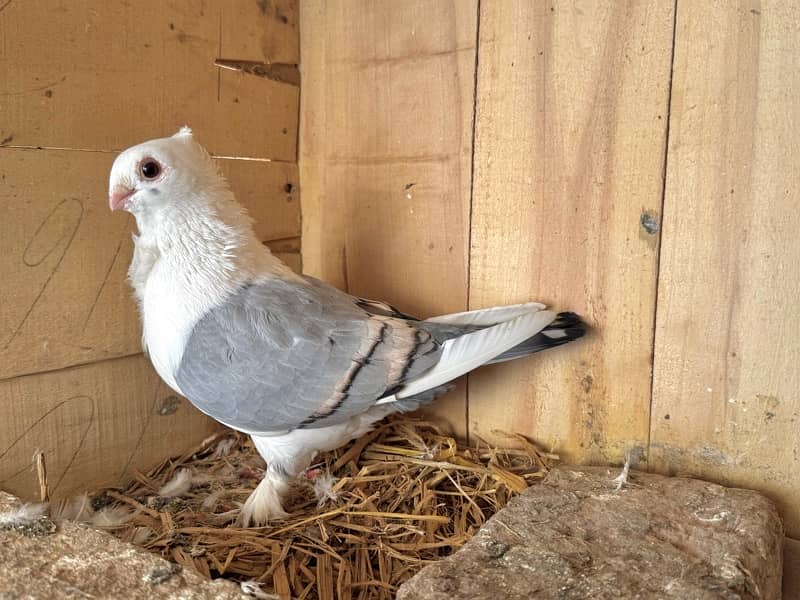 Sentinent 5 kali Pair+ white breeder pair 7