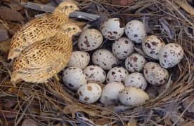 bater fertile eggs