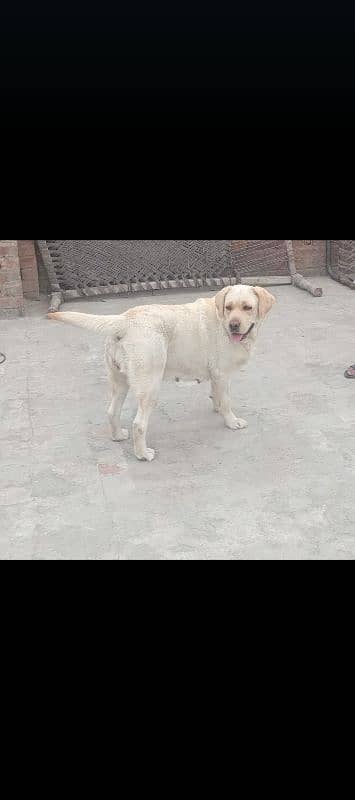 golden British Labra female for cross in pedigree 0