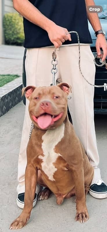 Pitbull Stud 0