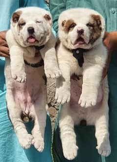 king kurdish kangal / security dog /kurdish kangal puppies