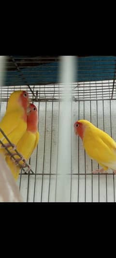 Pyar